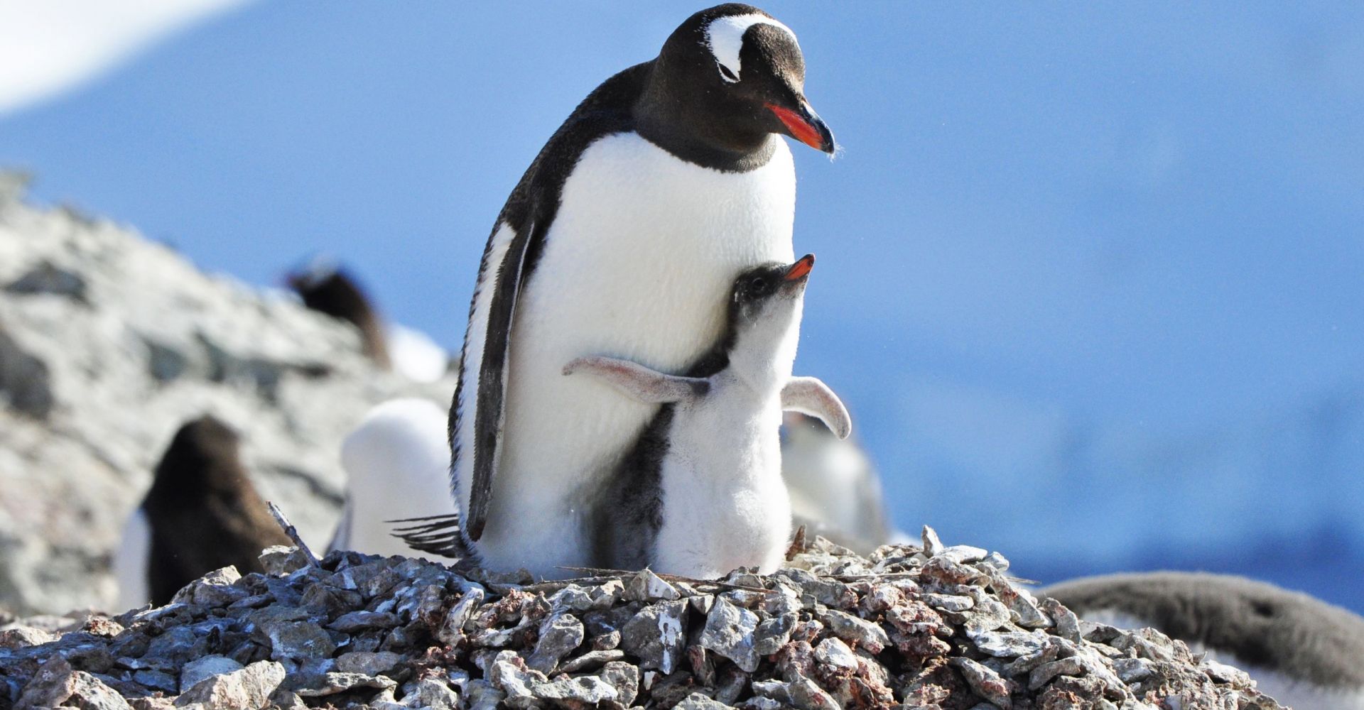 4-1 Antartic Penguin Andreas Driza Escape the Snow Online team event game 4-1 Antartic Penguin Andreas Driza Escape the Snow Online team event game