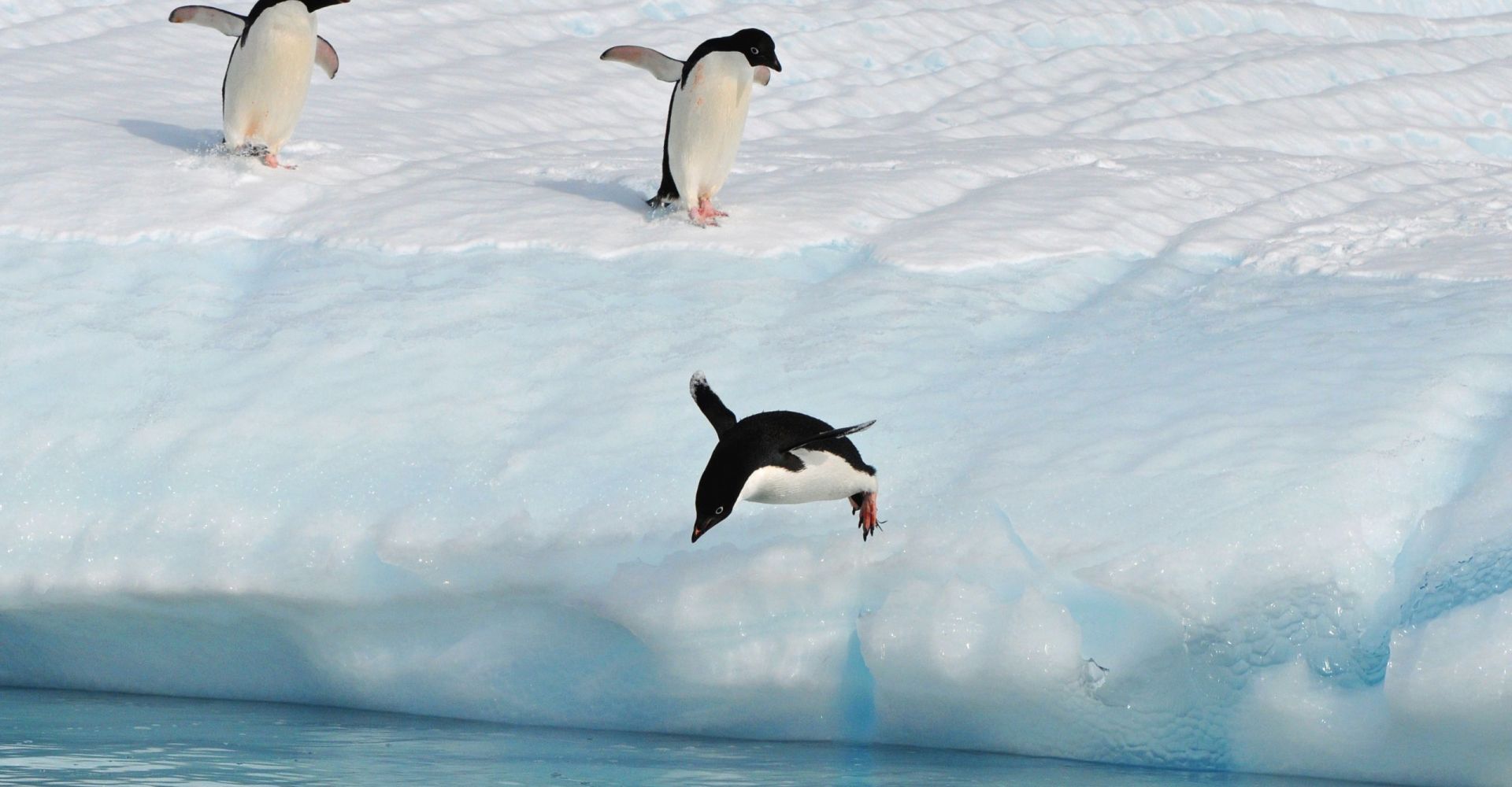 4-3 Antartis Pinguin Andreas Driza Escape the snow Online Event - Online Teambuilding 4-3 Antartis Pinguin Andreas Driza Escape the snow Online Event - Online Teambuilding