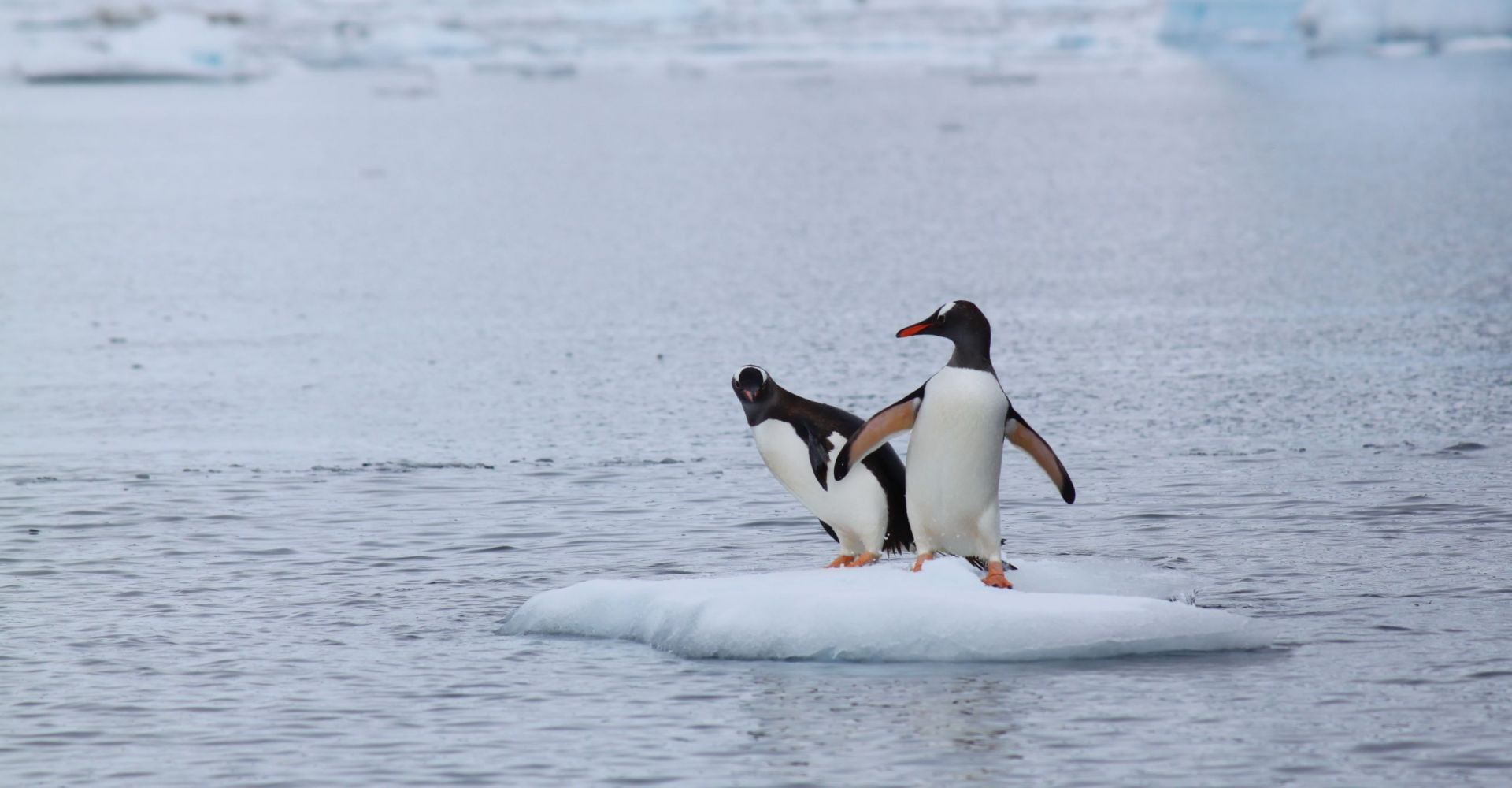 Pinguin surf Andreas Driza Pinguin surf Andreas Driza